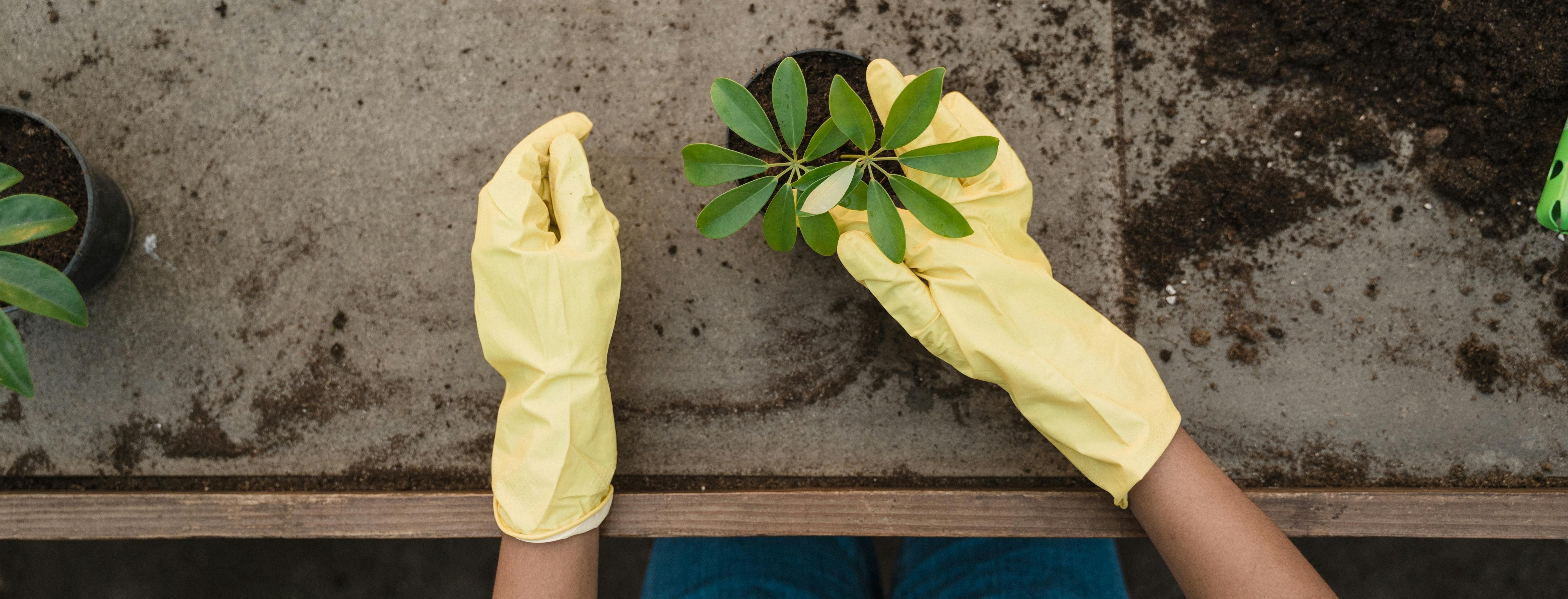Person in yellow gloves checking a green plant